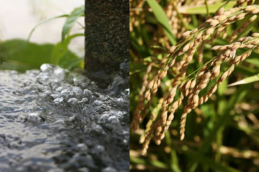 路上有花 葵(ろじょうはなあり あおい) 720ml 純米大吟醸 | 丹波酒蔵