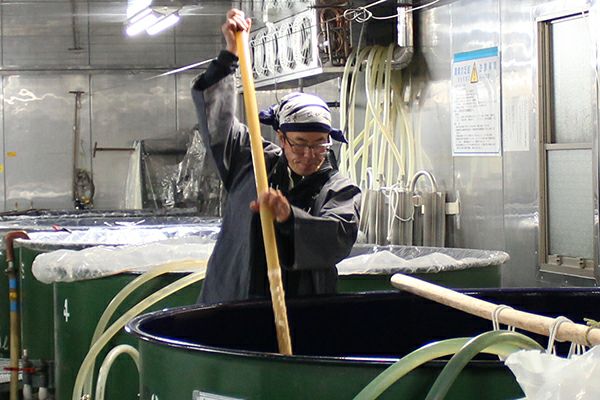 【小鼓】青陽(せいよう) 720ml (旧：青龍)